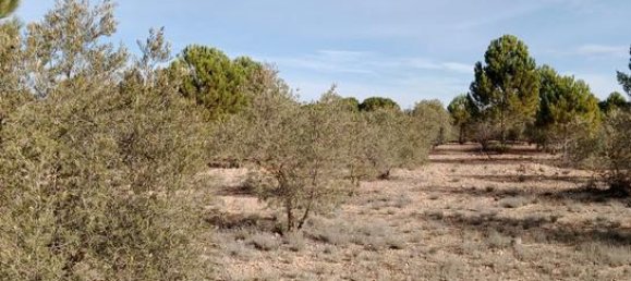  قطعة أرض في Biar, Spain 21300متر مربع رقم 147820 4