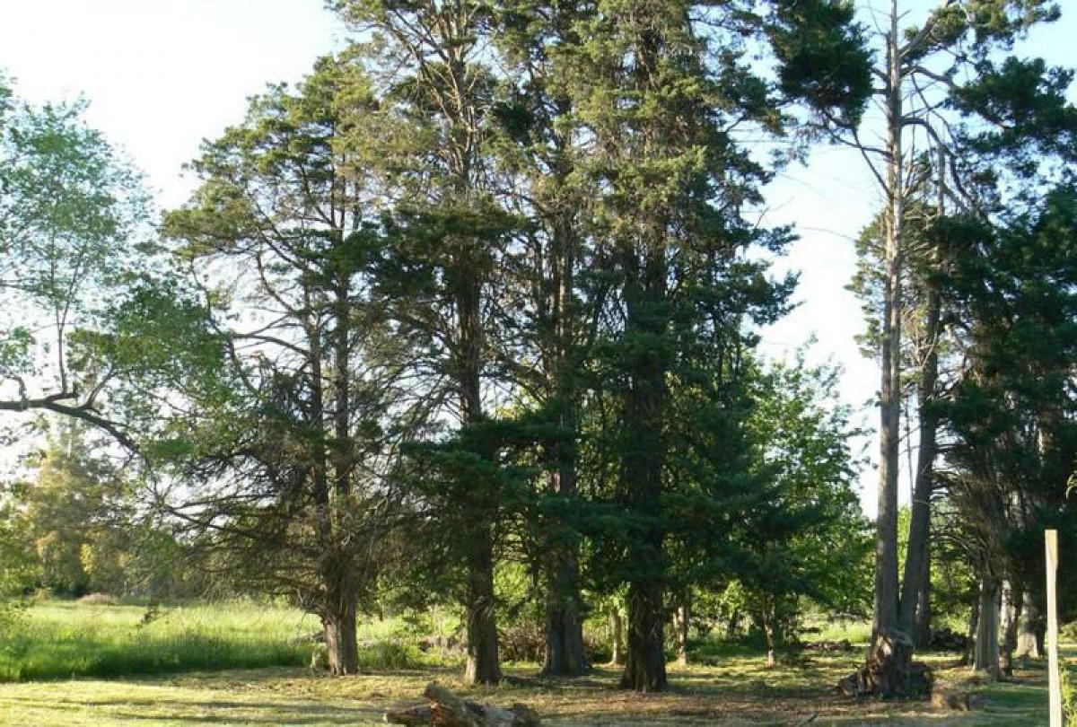  Land in Presidente Peron, Argentina No. 44042