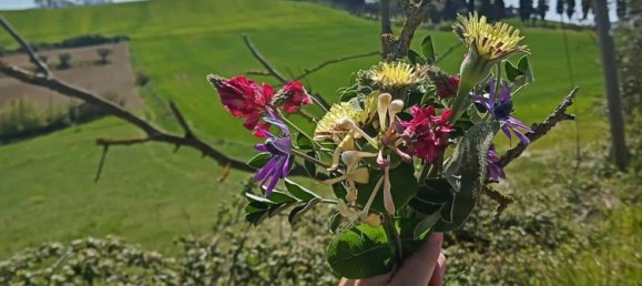 2 rooms Apartment in Orciano Pisano, Italy No. 165811 9