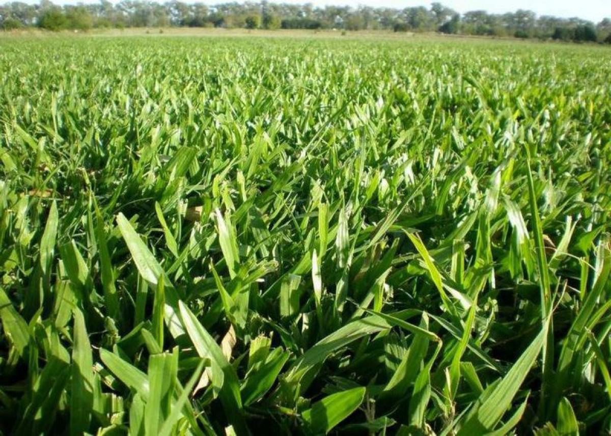  قطعة أرض في Moron, Argentina رقم 41071