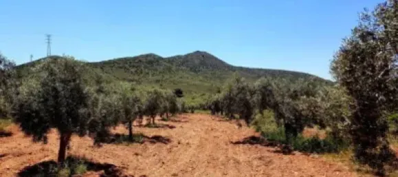 3 bedrooms House in Fuente Alamo, Spain No. 144193 35