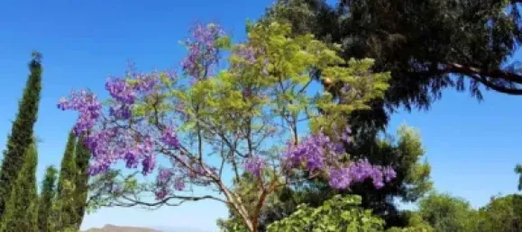 3 bedrooms House in Fuente Alamo, Spain No. 144193 44