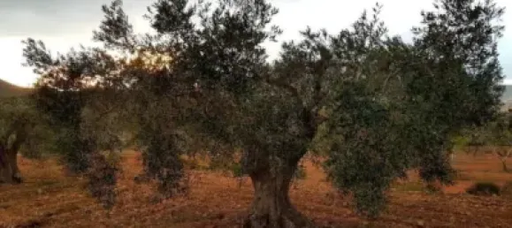 3 bedrooms House in Fuente Alamo, Spain No. 144193 27