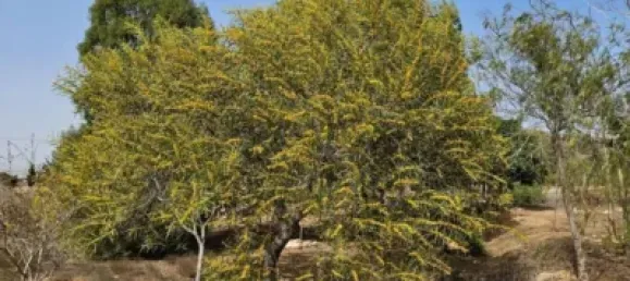 3 bedrooms House in Fuente Alamo, Spain No. 144193 21