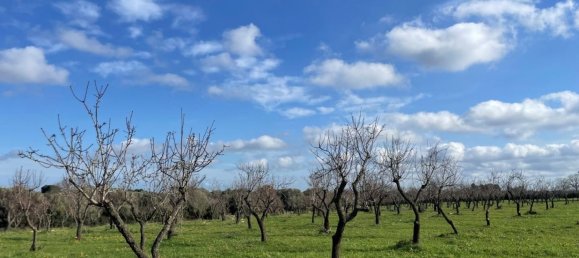 Studio in Ostuni, Italy No. 133972 5