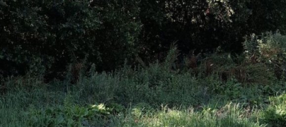 Grundstück in Lamego, Portugal, Nr. 190387 7