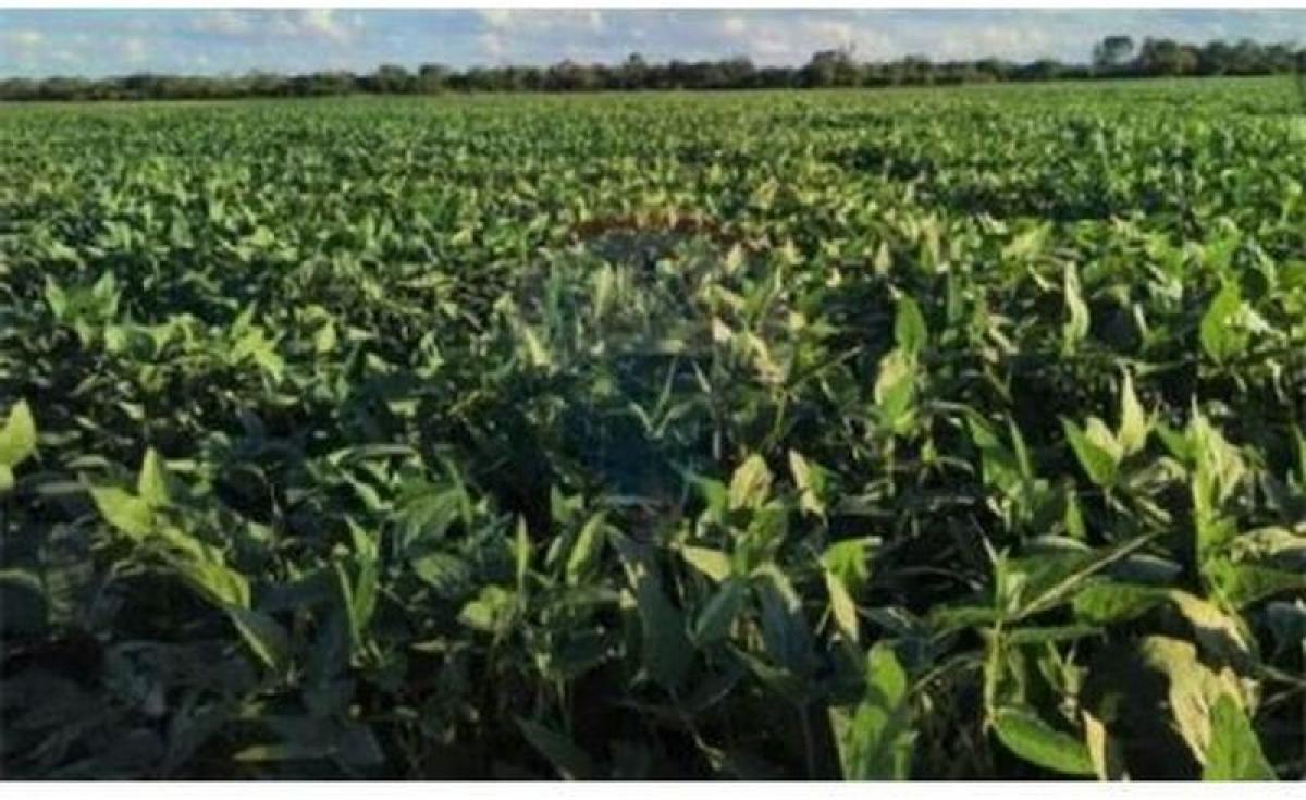 Studio in Presidente Peron, Argentina No. 10693