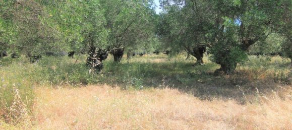 فندق في Corfu, Greece 10000متر مربع رقم 3928 6