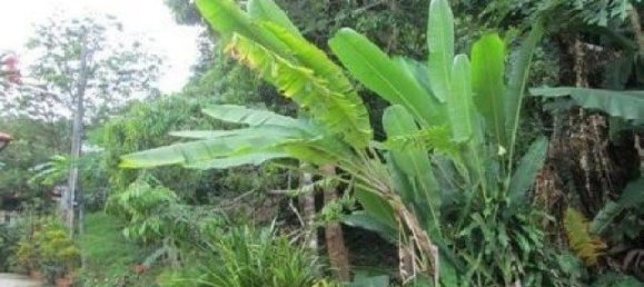 6799m² Commercial property in Karon, Thailand No. 12409 8