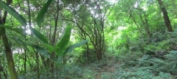 6799m² Commercial property in Karon, Thailand No. 12409 7