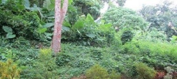 6799m² Commercial property in Karon, Thailand No. 12409 9