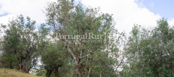 4 bedrooms House in Montemor o Novo, Portugal No. 15078 17