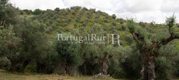 4 bedrooms House in Montemor o Novo, Portugal No. 15078 20