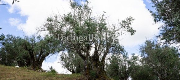 4 bedrooms House in Montemor o Novo, Portugal No. 15078 15