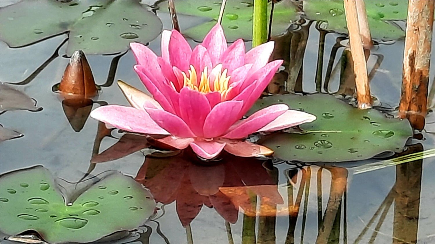 Hôtel à Hermagor-Pressegger See, Austria 1000m² No. 261371