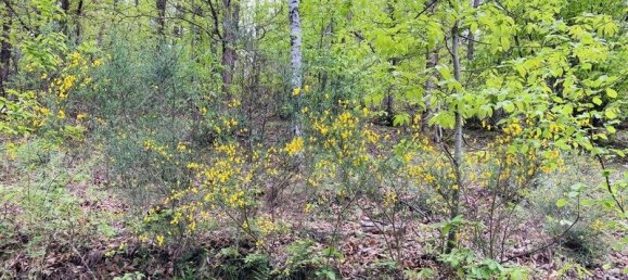 Terreno em Casteil, France N.º 185846 7