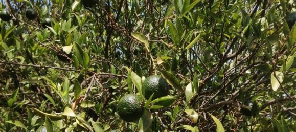 Terrain à Carlentini, Italy No. 356954 5