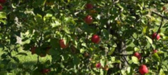 Grundstück in Enzkreis, Germany, Nr. 336482 7