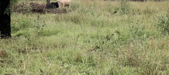  House in Rosedale, Australia No. 988 14