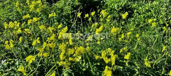 Terrain à Sao Bras de Alportel, Portugal No. 155447 5