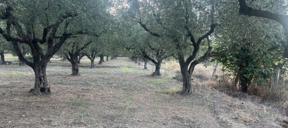  Hotel in Zakynthos, Greece No. 8517 4