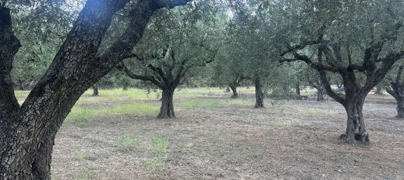  Hotel in Zakynthos, Greece No. 8517 3