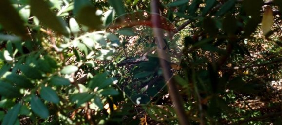  قطعة أرض في Loule, Portugal 1400متر مربع رقم 41068 3