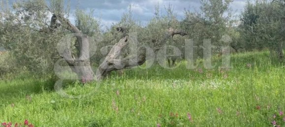 5550m² Land in Patti, Italy No. 176623 4