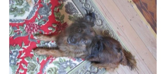 3 bedrooms House in Almaceda, Portugal No. 163326 16