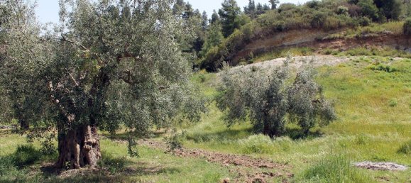 20171m² Hotel in Chalkidiki, Greece No. 8155 5