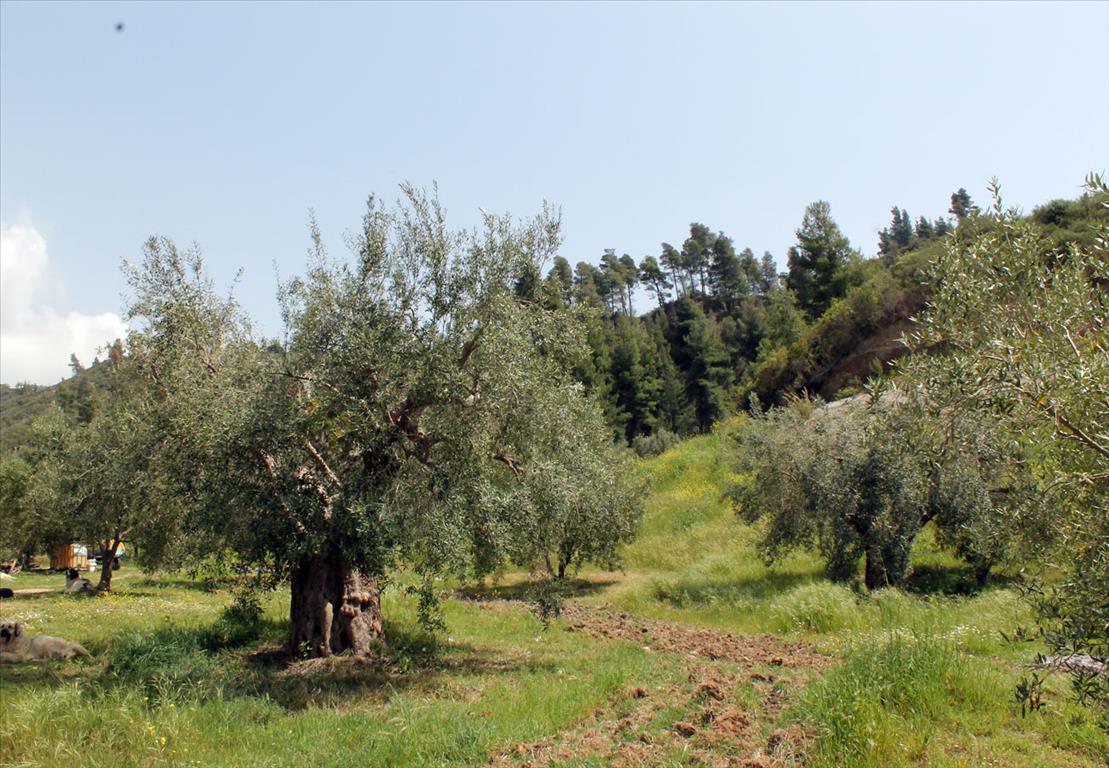 20171m² Hotel in Chalkidiki, Greece No. 8155