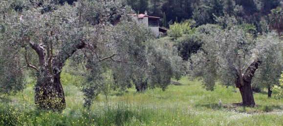 20171m² Hotel in Chalkidiki, Greece No. 8155 6