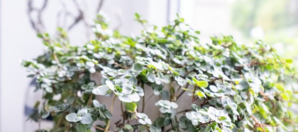 Casa de 6 divisões em Wesermarsch, Germany N.º 350969 4