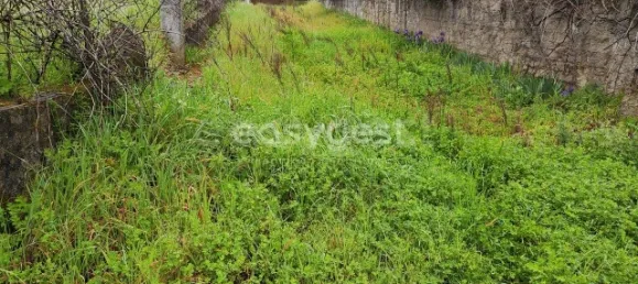 5 Schlafzimmer Haus in Sarzedas, Portugal, Nr. 77553 3