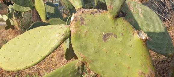 Земельный участок 7000м² в Сан Джованни Театино, Италия № 12744 8