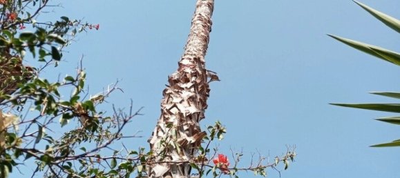 5 bedrooms Commercial property in Euboea, Greece No. 2732 14