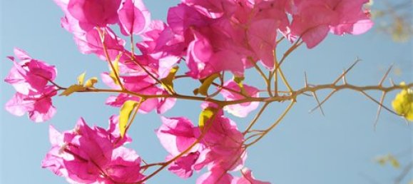 Villa de 5 dormitorios en Málaga, Spain No. 102603 19