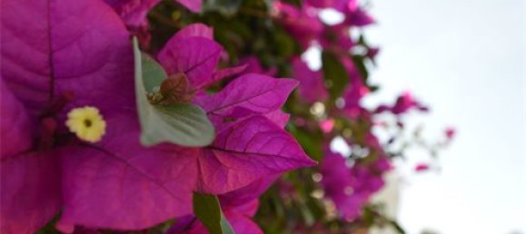 Villa de 5 dormitorios en Málaga, Spain No. 102603 17