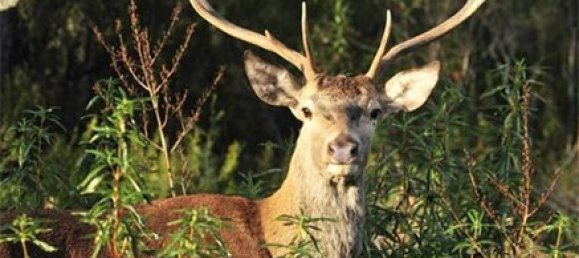 Villa de 5 dormitorios en Málaga, Spain No. 102603 14