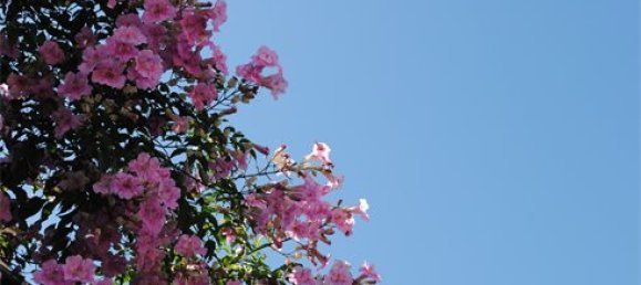 Villa de 5 dormitorios en Málaga, Spain No. 102603 13