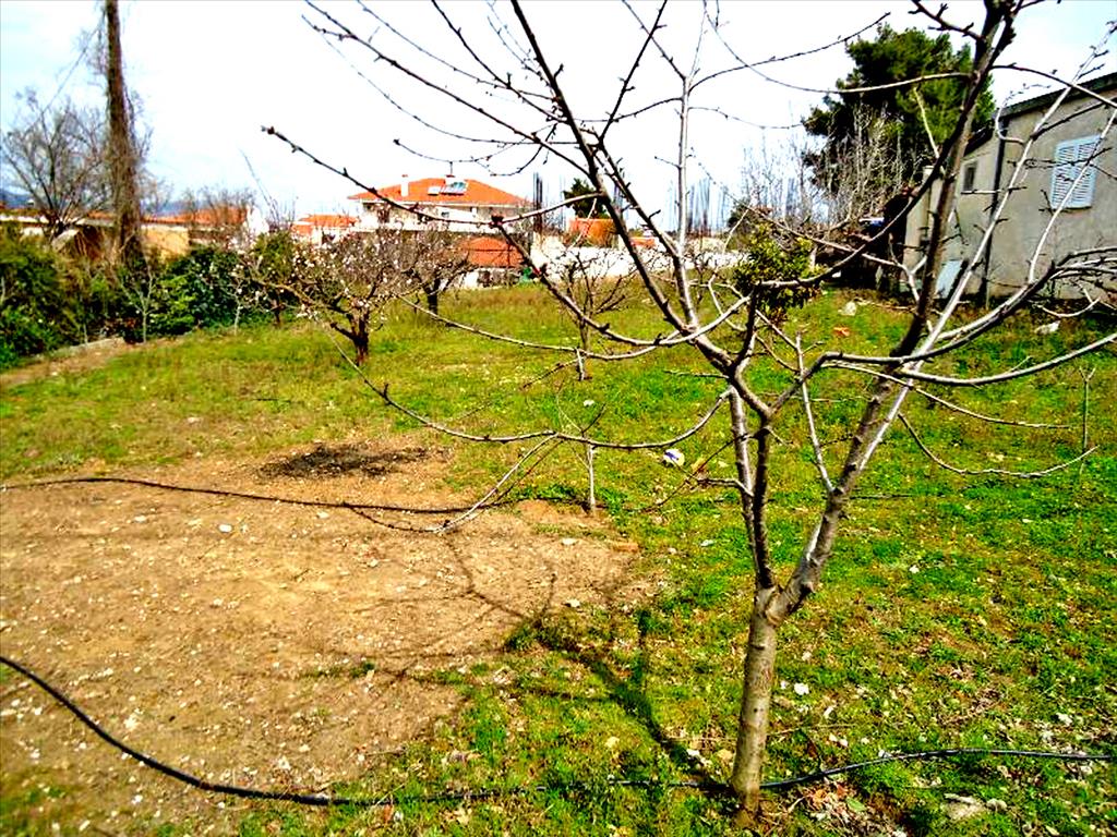 Hotel in Rodopoli, Greece 1800m², Nr. 7126