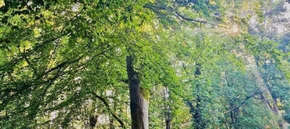 Casa de 9 dormitorios en Celle, Germany No. 163125 43