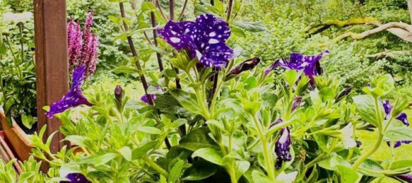 Casa de 9 dormitorios en Celle, Germany No. 163125 47