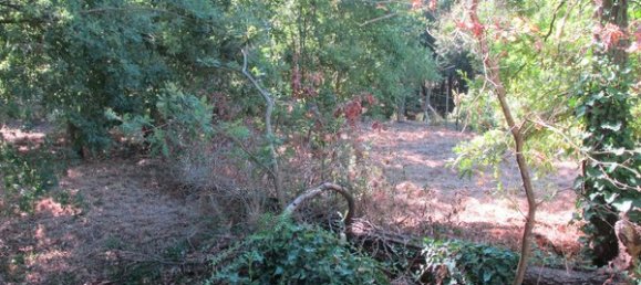 Grundstück in Santa Comba Dao, Portugal 2513m², Nr. 58304 2