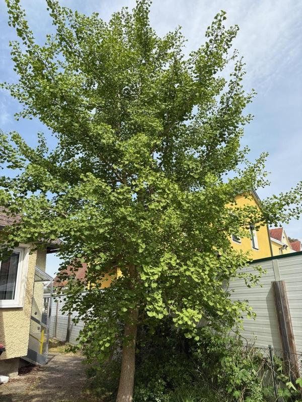 6 rooms House in Langenzersdorf, Austria No. 135982