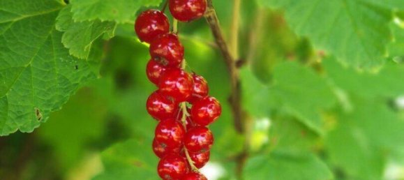 Дом с 4 комнатами в Габлиц, Австрия № 127760 5