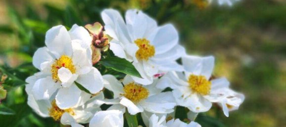 Дом с 4 комнатами в Габлиц, Австрия № 127760 6