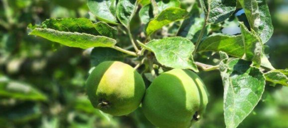 Дом с 4 комнатами в Габлиц, Австрия № 127760 8