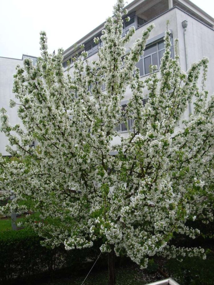 2 bedrooms Apartment in Riedstadt, Germany No. 278520