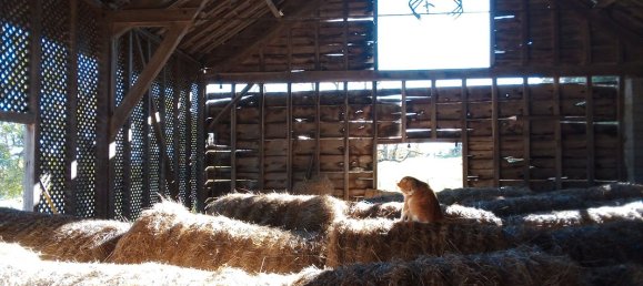 7 rooms House in Occitanie, France No. 342199 3